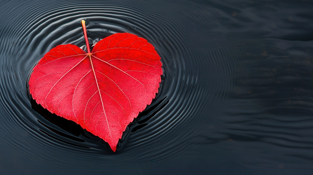 Bandagi – Fully, Finally, Forever